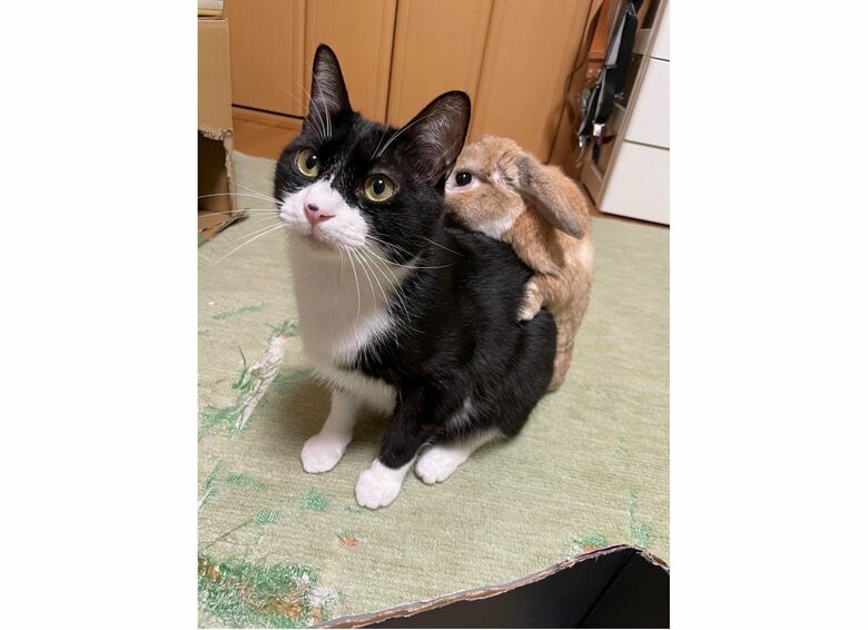 提供：ジェリクルさん