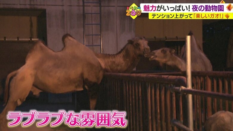 ラブラブなラクダたち