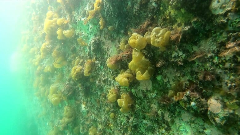 “海の砂漠化”と呼ばれる磯焼け