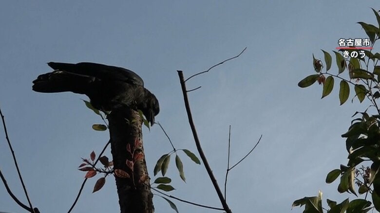 木の枝を折って放り投げるカラス