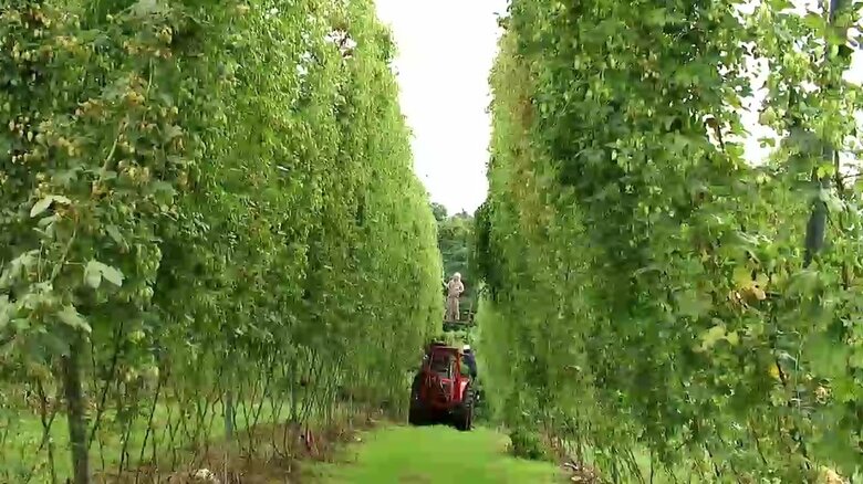 ホップ農家は高齢化と後継者不足により減少、栽培面積はピーク時の約7分の1に