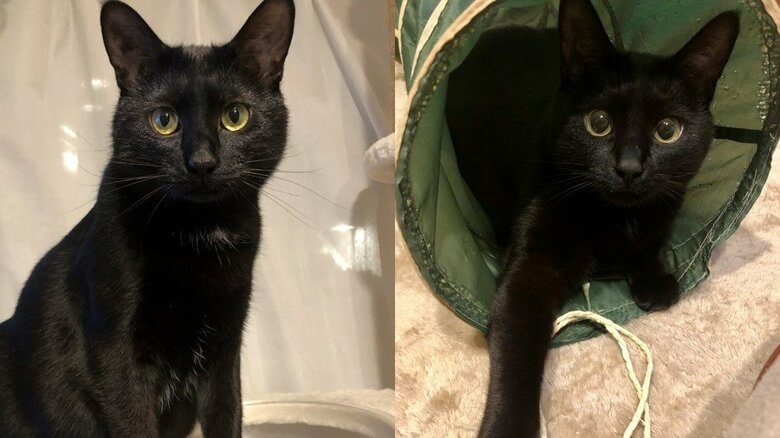 (左から)メリーくん、ピピンくん