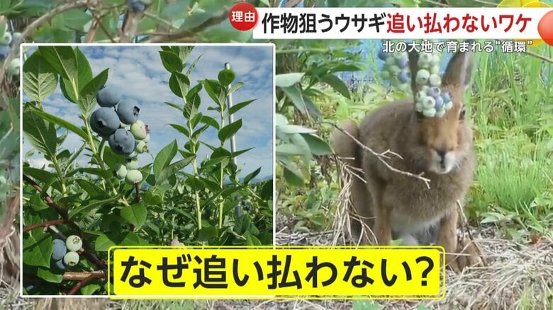 せっかく育てたブルーベリーが食べられていても追い払わない農園
