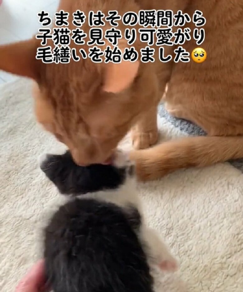 ちまきくんと陽葵ちゃん対面の時　早速かわいがっている