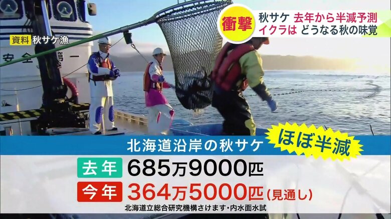 2026年は秋サケの来遊数が半減する見通し