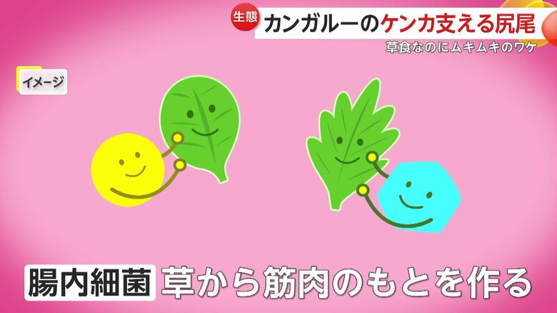 カンガルーの筋肉が作られるイメージ