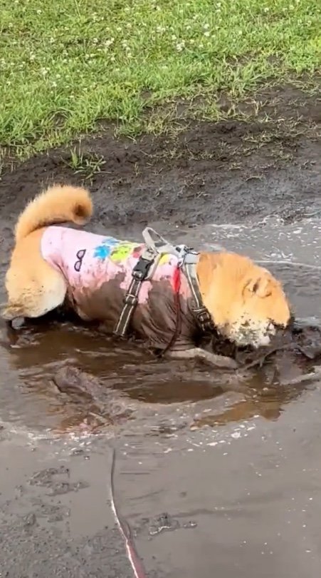 提供：柴犬まるやん日記さん
