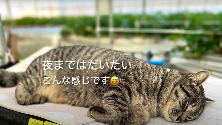 コタローくんの日常（7）