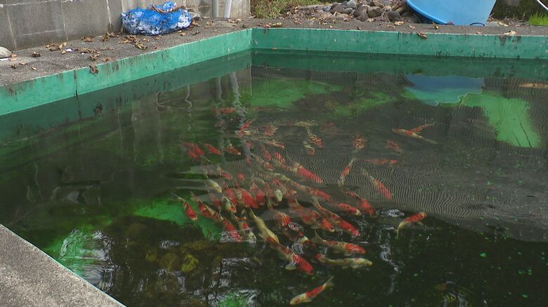 クマ被害に遭った養鯉池（小千谷市）