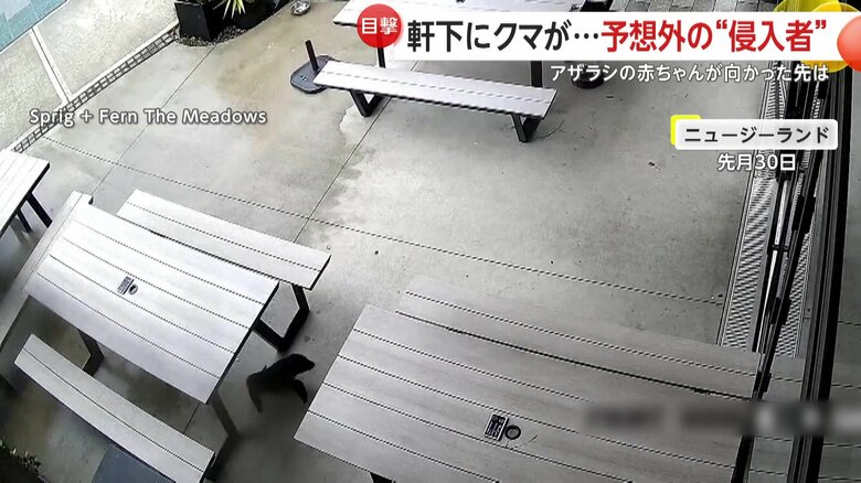 バーに侵入したアザラシの赤ちゃん（11月30日、ニュージーランド）