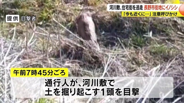 目撃者提供画像