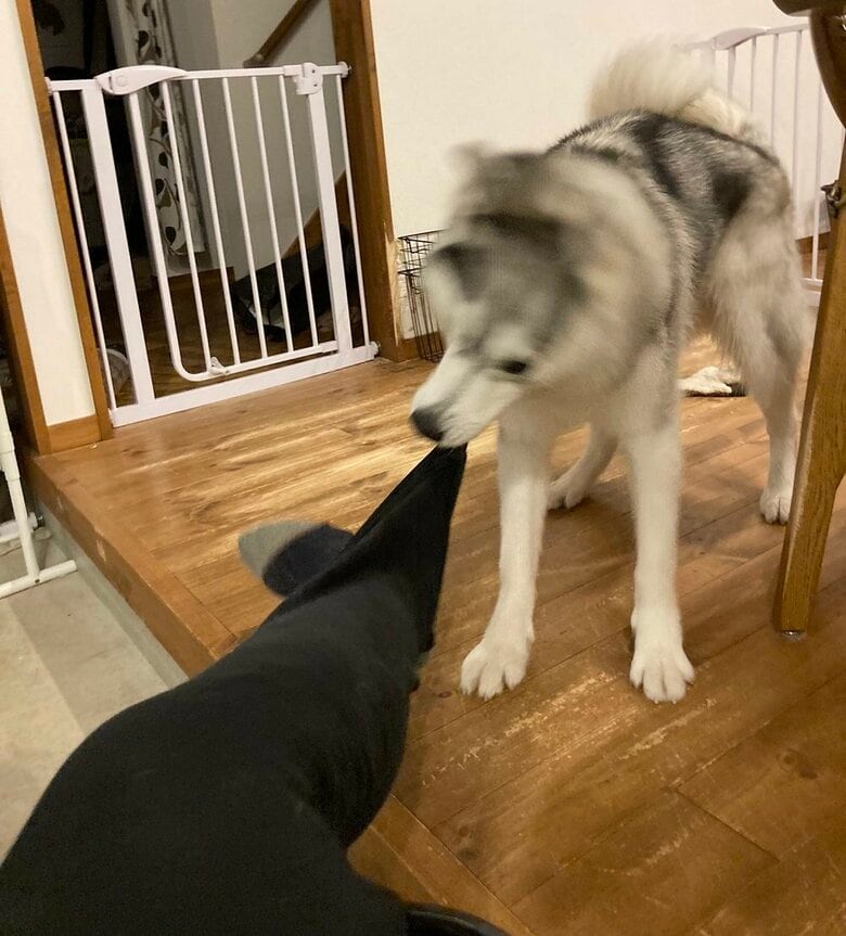 飼い主さんの脚をゲット！？