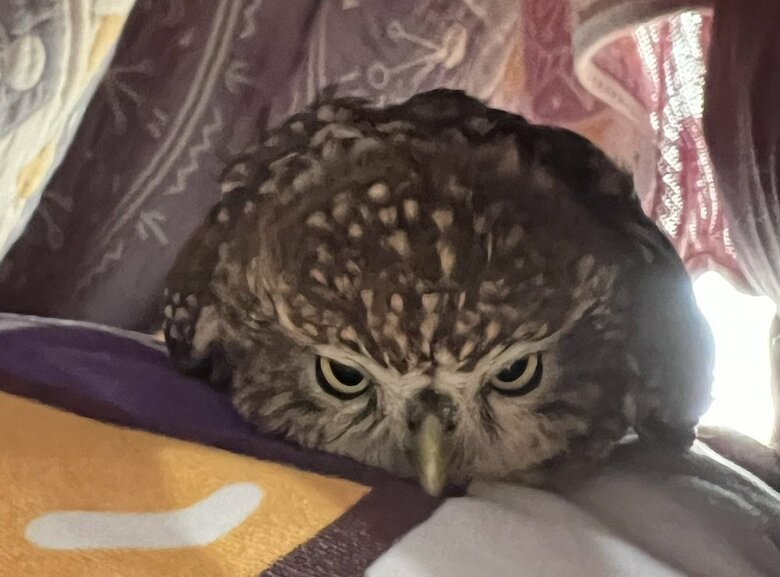 むむーと怒っている？