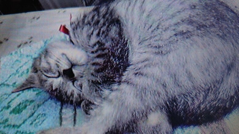 小さな頃のトムくん