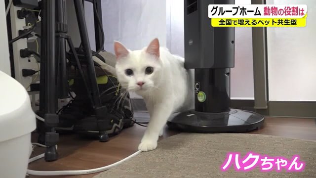 好奇心旺盛・やんちゃな「ハクちゃん」