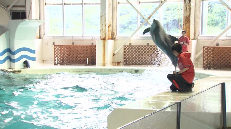 「イルカのスプラッシュタイム！」