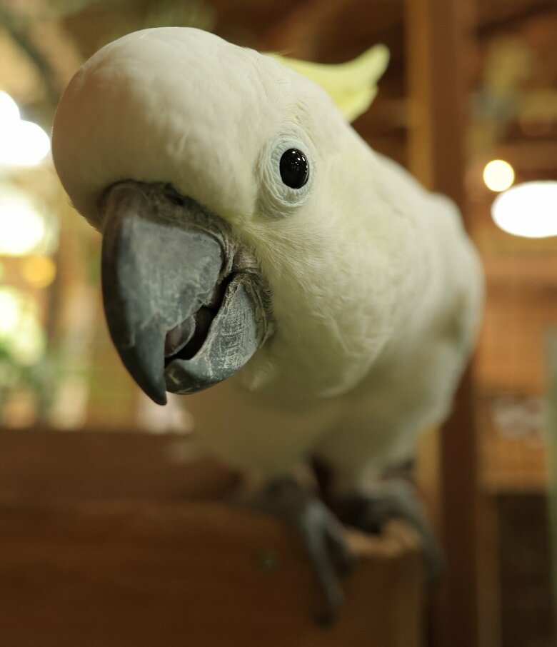 のぞき込むレイくん（提供：長崎バイオパーク）