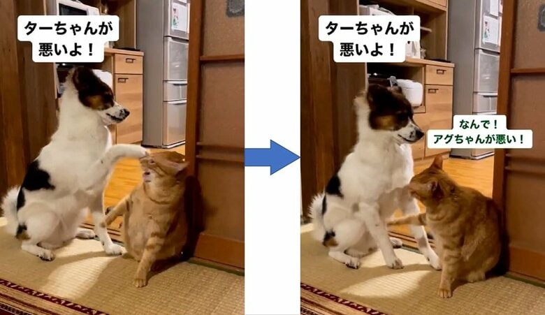 「ターちゃんが悪いよ！」「なんで！アグちゃんが悪い！」