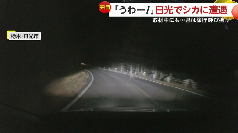 シカが車の前に飛び出す瞬間（10月30日、栃木・日光市）②
