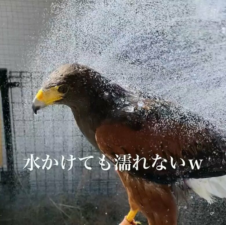 水をかけてもぬれない