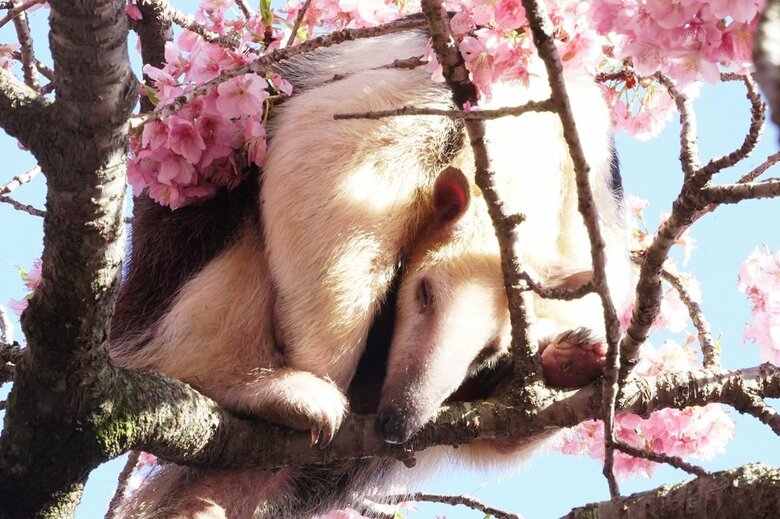 サクラに囲まれてスヤスヤ（提供：伊豆アニマルキングダム）