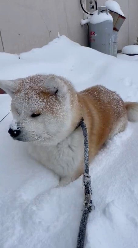 提供：秋田犬 五元(イモト)さん