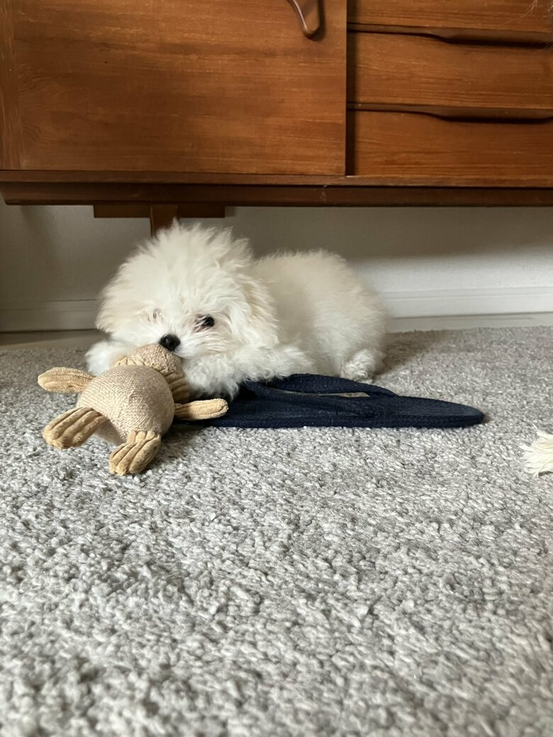 提供：白く、柔らかな犬さん