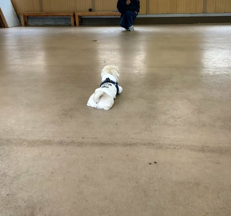 提供：てんてんの毎日さん