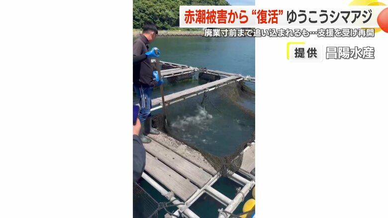 昌陽水産のシマアジの養殖場（2024年5月撮影）　