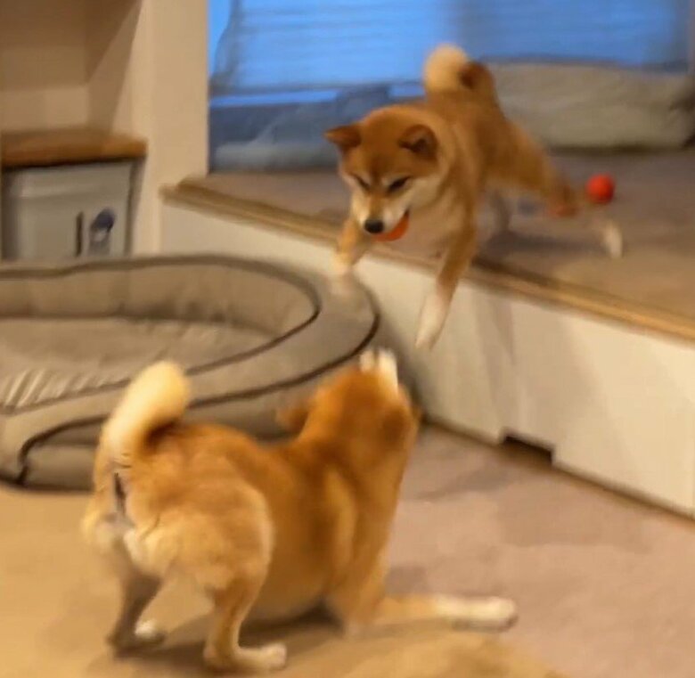 翻弄された、わさびくんだった