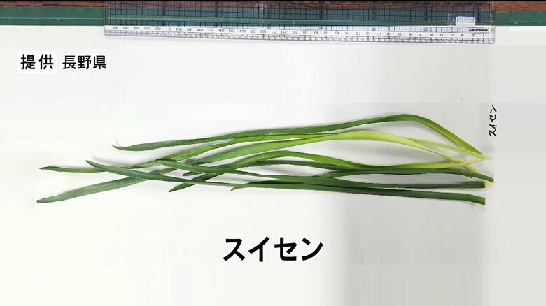 女性が自宅敷地内の畑で採ったスイセン　提供：長野県
