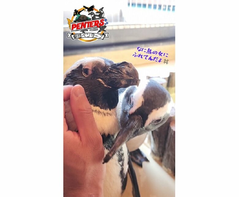 ペンちゃん（左）をなでなでしていると、怒るガンくん（右）