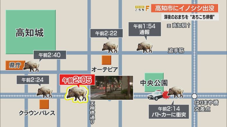 深夜の高知市中心部にイノシシ出没