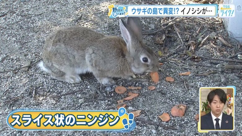 ウサギが食べやすいようスライスされたニンジンも