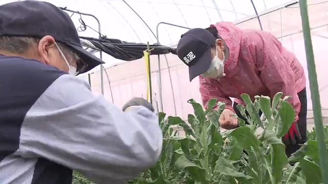 住民協力のもと除染土を利用した実証事業