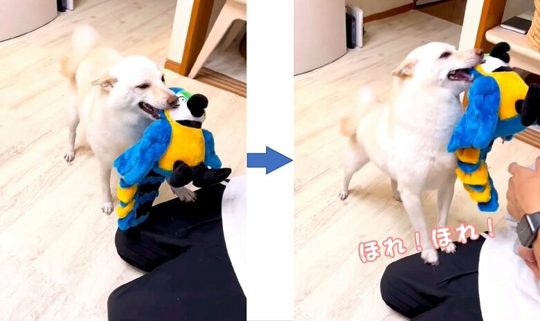 息子さんへおもちゃを差し出す、まめたちゃん