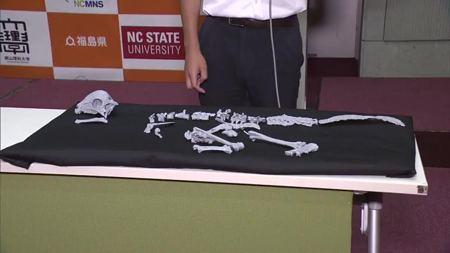 化石のレプリカ