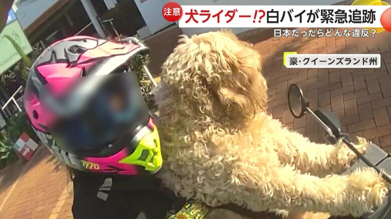 警察官が犬を乗せたバイクの運転手に注意をする様子④
