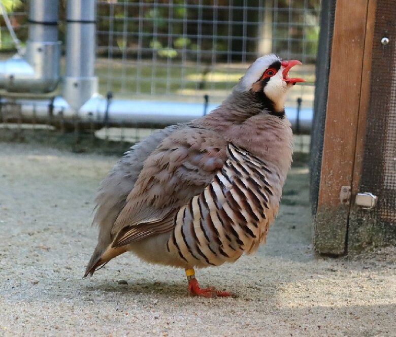あくびをしている様子（提供：松江フォーゲルパーク）