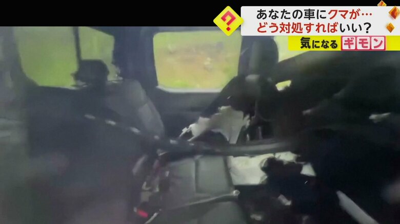 車の中の様子。後ろの席が荒らされている（Colorado Parks and Wildlife/TMX）