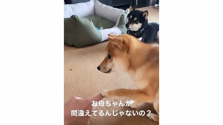 「お母ちゃんが間違えてるんじゃないの？」と困惑