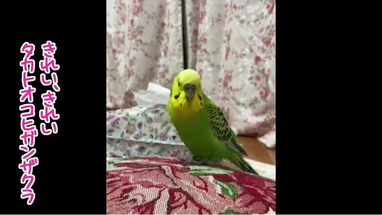 提供・柳澤さん