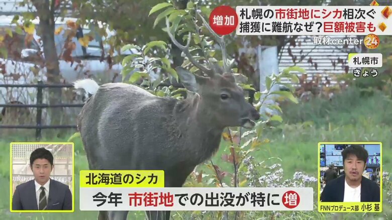 札幌市の市街地に出没したシカ。二次被害を防ぐため、捕獲が難航しているという（25日）
