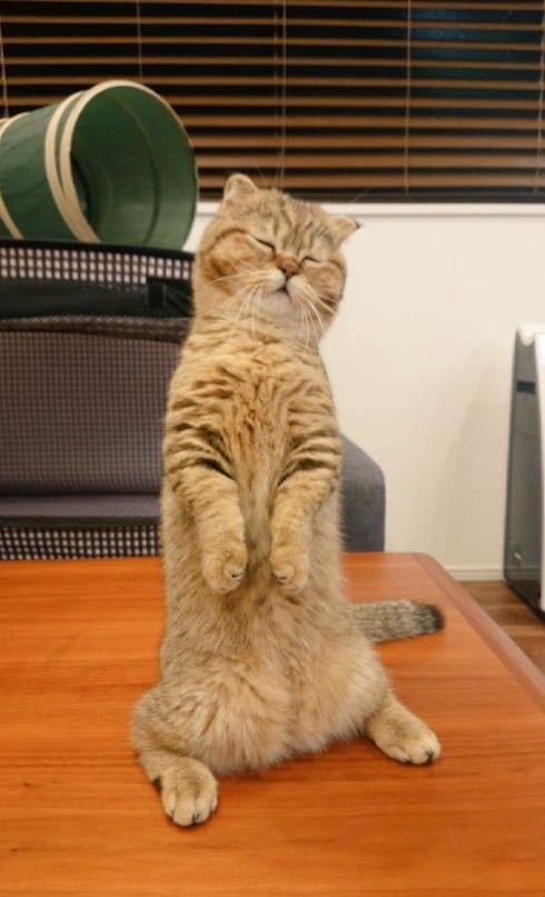 遊んでいる途中で眠くなっちゃったたぬ吉くん