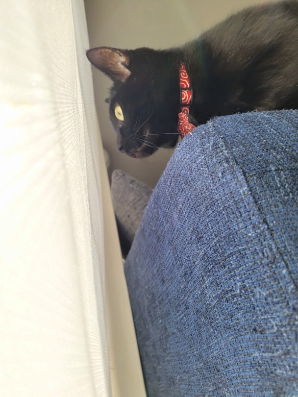 提供：仔猫を拾ったので