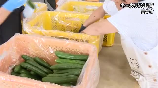 熊本地震の影響で手作業 キュウリの出荷/天草市【令和8年熊本地震】