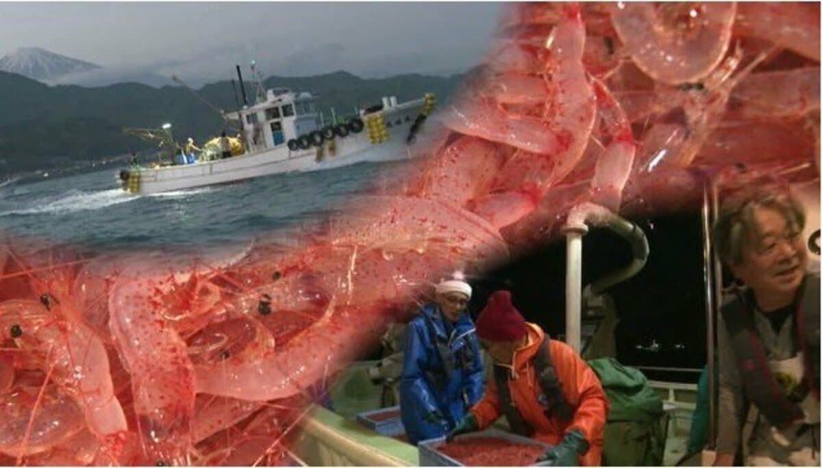 あまりのおいしさに戻って来た」観光客もリピーターに…“駿河湾の宝石