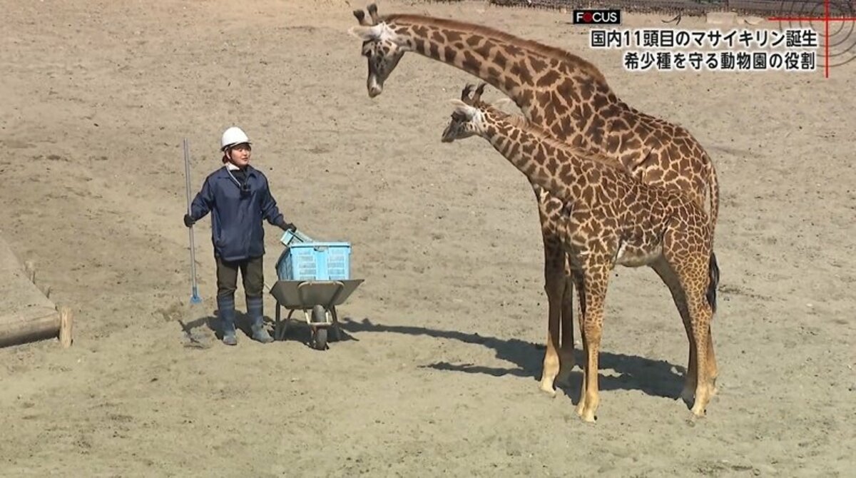 国内に11頭「絶滅危惧種マサイキリン」50年以上つづく命のバトンと子