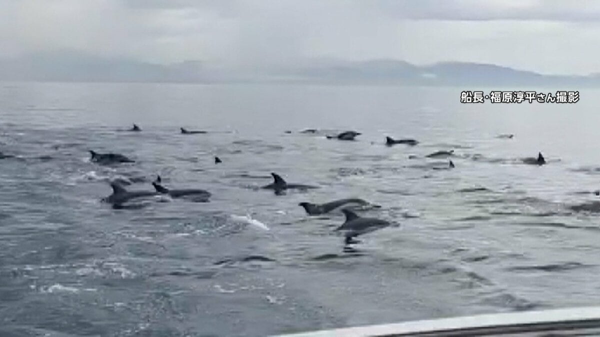 貴重】瀬戸内海でイルカ50頭の大群 水面に大量の“背びれ” アジやサバ