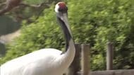 岡山後楽園の１月のタンチョウ散策「中止」　津山市の養鶏場での高病原性鳥インフルエンザ発生受け【岡山】